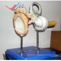 ISO Inner ear Model with Auditory ossicles and Tympanic Membrane